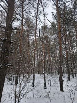 Snow-covered pine forest in winter with tall trees, frosted branches, and q.. Stock Photos