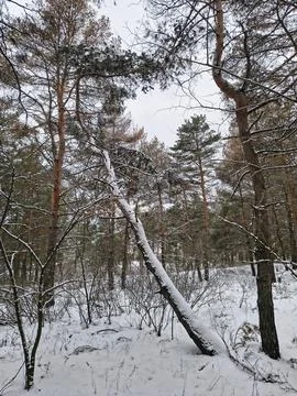 Snow-covered pine forest in winter with tall trees, frosted branches, and q.. Stock Photos