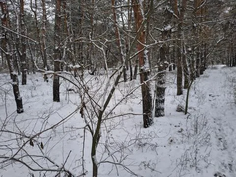Snow-covered pine forest in winter with tall trees, frosted branches, and q.. Stock Photos