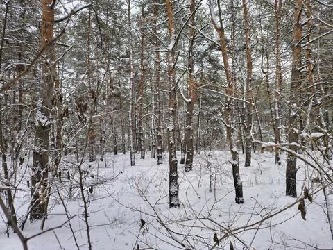 Snow-covered pine forest in winter with tall trees, frosted branches, and q.. Stock Photos