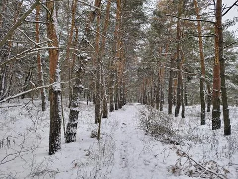 Snow-covered pine forest in winter with tall trees, frosted branches, and q.. Stock Photos