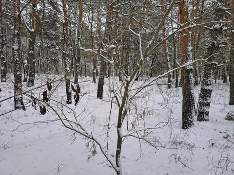 Snow-covered pine forest in winter with tall trees, frosted branches, and q.. Stock Photos