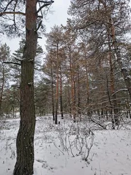 Snow-covered pine forest in winter with tall trees, frosted branches, and q.. Stock Photos