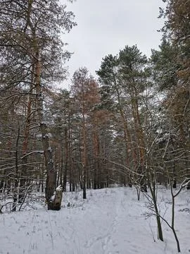 Snow-covered pine forest in winter with tall trees, frosted branches, and q.. Stock Photos