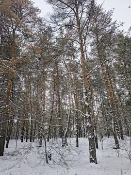 Snow-covered pine forest in winter with tall trees, frosted branches, and q.. Stock Photos
