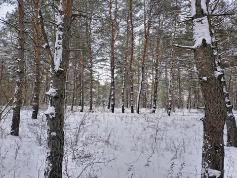 Snow-covered pine forest in winter with tall trees, frosted branches, and q.. Stock Photos