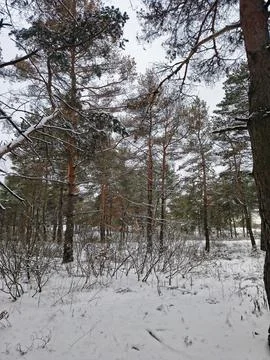 Snow-covered pine forest in winter with tall trees, frosted branches, and q.. Stock Photos