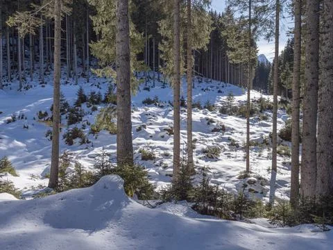 Snow covered pine forest in winter with sunlight and mountain backdrop Stock Photos