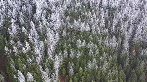 Snow Covered Pine Forests Видео 334792864