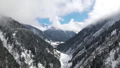 Snow Covered Pine Forests Vídeo Stock 334887029