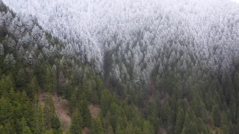 Snow Covered Pine Forests Stock Footage 337544655