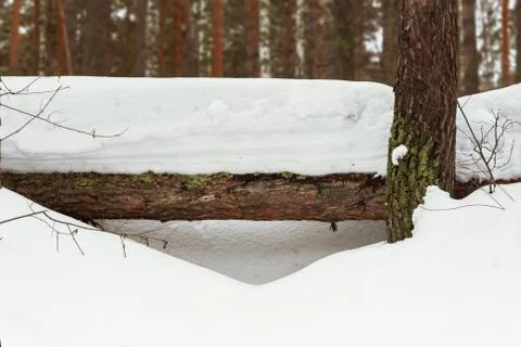 Snow covered pine log in winter in the forest Stock Photos