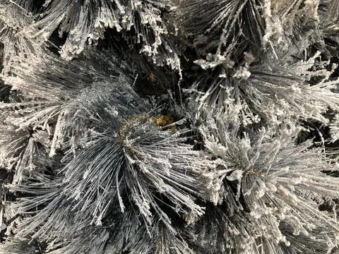 Snow covered pine needle Stock Photos