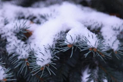Snow covered pine needles on evergreen branch Fotos de archivo