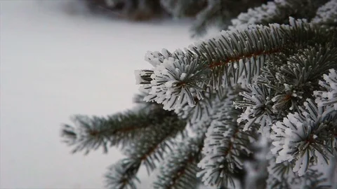 Snow Covered Pine Needles 스톡 동영상 100735769