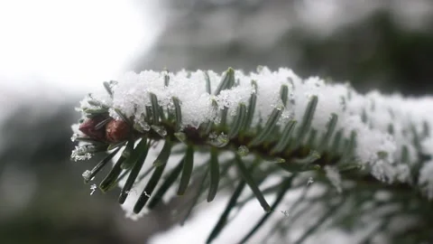 Snow covered pine needles Stock Footage 153035659