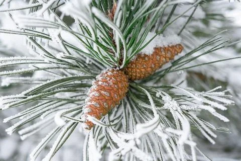 Snow-covered pine needles Stock Photos