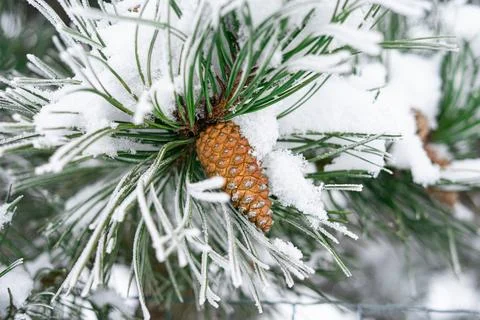 Snow-covered pine needles Stock Photos