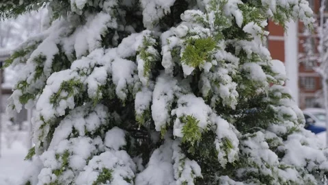 A snow-covered pine needles in the winter courtyard of a high-rise building. Stock Footage 325180964
