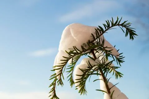Snow Covered Pine Stock Photos