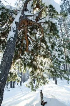Snow covered pine Stock Photos