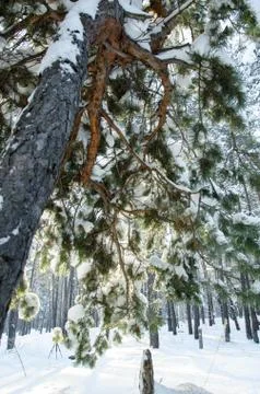 Snow covered pine Stock Photos