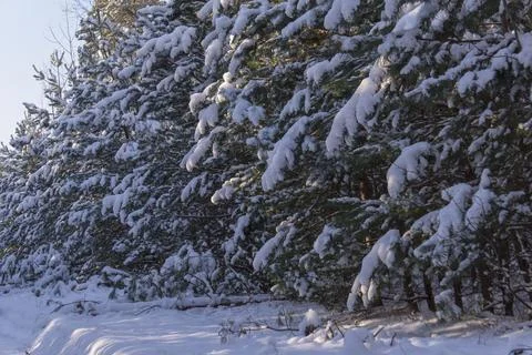 Snow covered pine thorns sacred sun Stock Photos