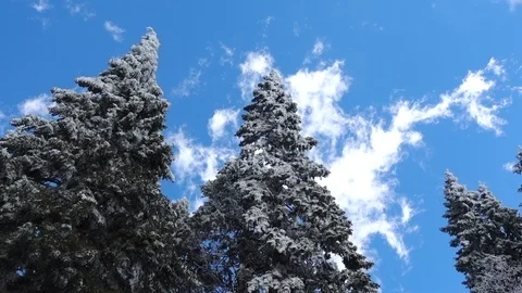 Snow covered pine tips Видео 105687071