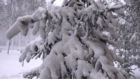 Snow covered pine tree in 4K. Stock Footage 131844305