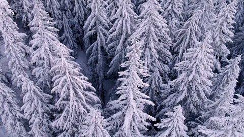 Snow Covered Pine Tree Aerial Drone Shot Video stock 128137467