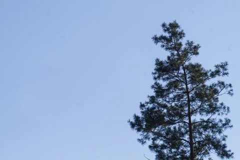 Snow-covered pine tree against the blue sky Stock Photos