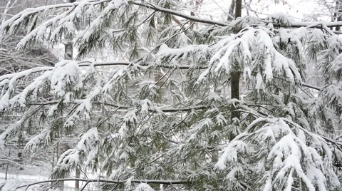 A Snow Covered Pine Tree Blows in the Wind Stock Footage 46230557