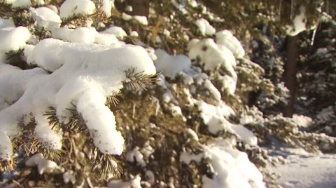 Snow covered pine tree branch Stock Footage 60691024
