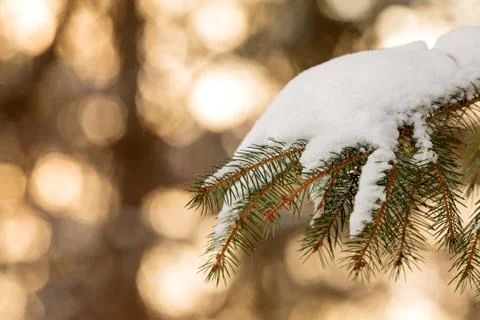Snow covered pine tree branch during sunset Stock Photos