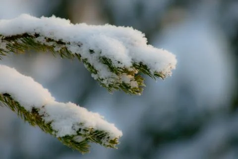 Snow covered pine tree branch Stock Photos
