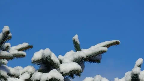 Snow covered pine tree branch against a clear blue sky Stock Photos