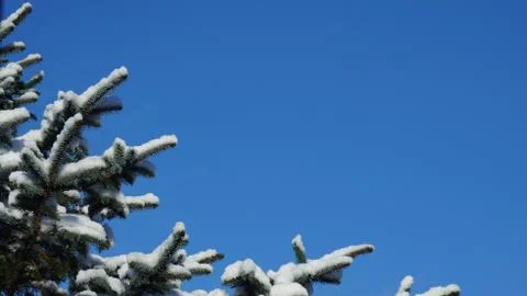 Snow covered pine tree branch against a clear blue sky Stock Photos