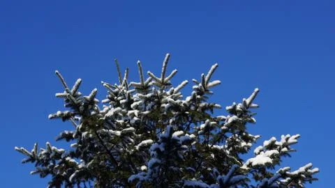 Snow covered pine tree branch against a clear blue sky Stock Photos