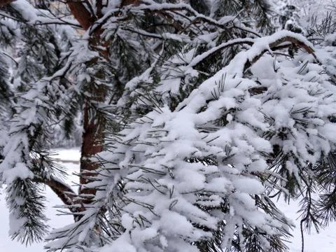 Snow-covered pine tree branch on the blurred background of the winter park Stock Photos