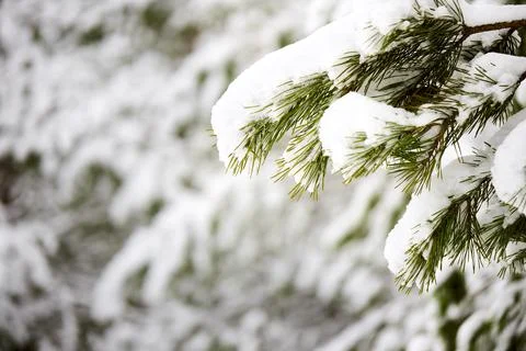 Snow-covered pine tree branch covered with snow cap snowdrift at winter frosty Stock Photos
