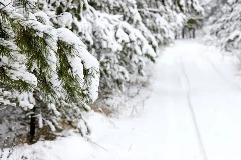 Snow-covered pine tree branch covered with snow cap snowdrift at winter frosty Stock Photos