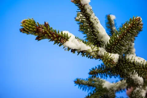 Snow covered pine tree branch with green needles studio shot isolated on blue Stock Photos