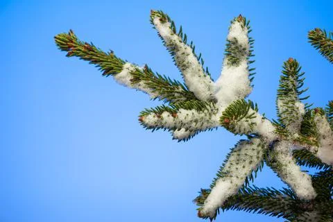 Snow covered pine tree branch with green needles studio shot isolated on blue Photos