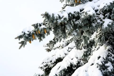 Snow-covered pine tree branch at sunset with ice fog. Foto stock