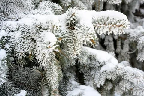 Snow-covered pine tree branch at sunset with ice fog. Foto stock