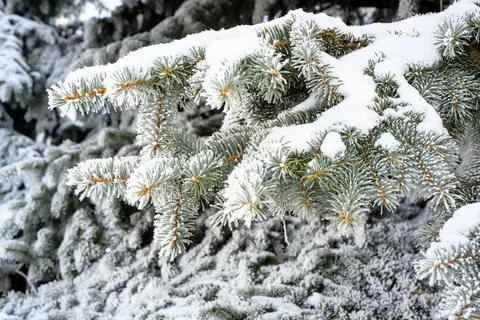 Snow-covered pine tree branch at sunset with ice fog. Foto stock