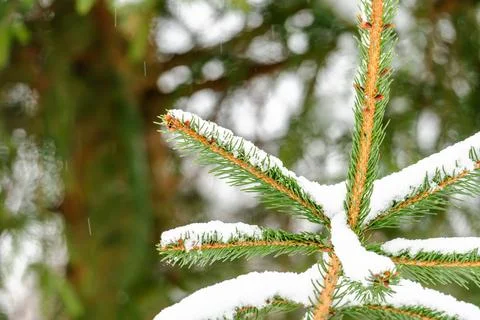 A snow covered pine tree branch with a few leaves still visible Stock Photos