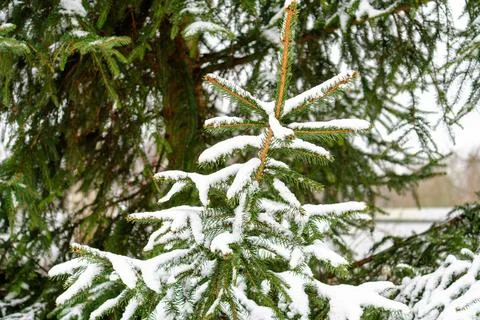 A snow covered pine tree with a branch covered in snow Stock Photos