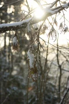 Snow-covered pine tree branch illuminated by warm sunlight in a winter . Stock Photos