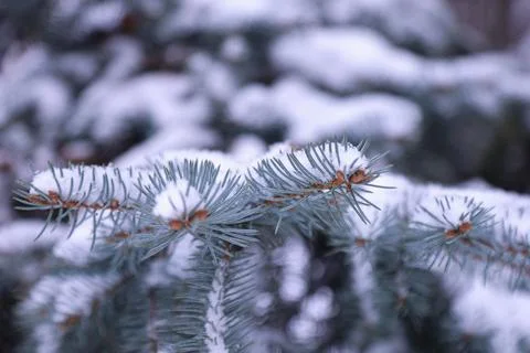 Snow covered pine tree branch in winter forest Stock Photos